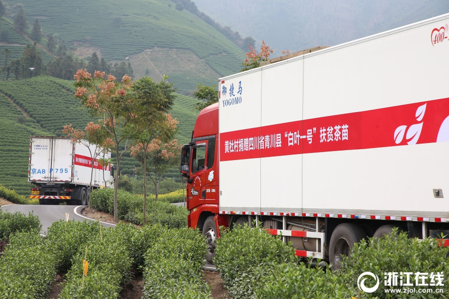 首批安吉“扶贫茶苗”启运青川 华亿(中国)一站式服务平台爱心助力