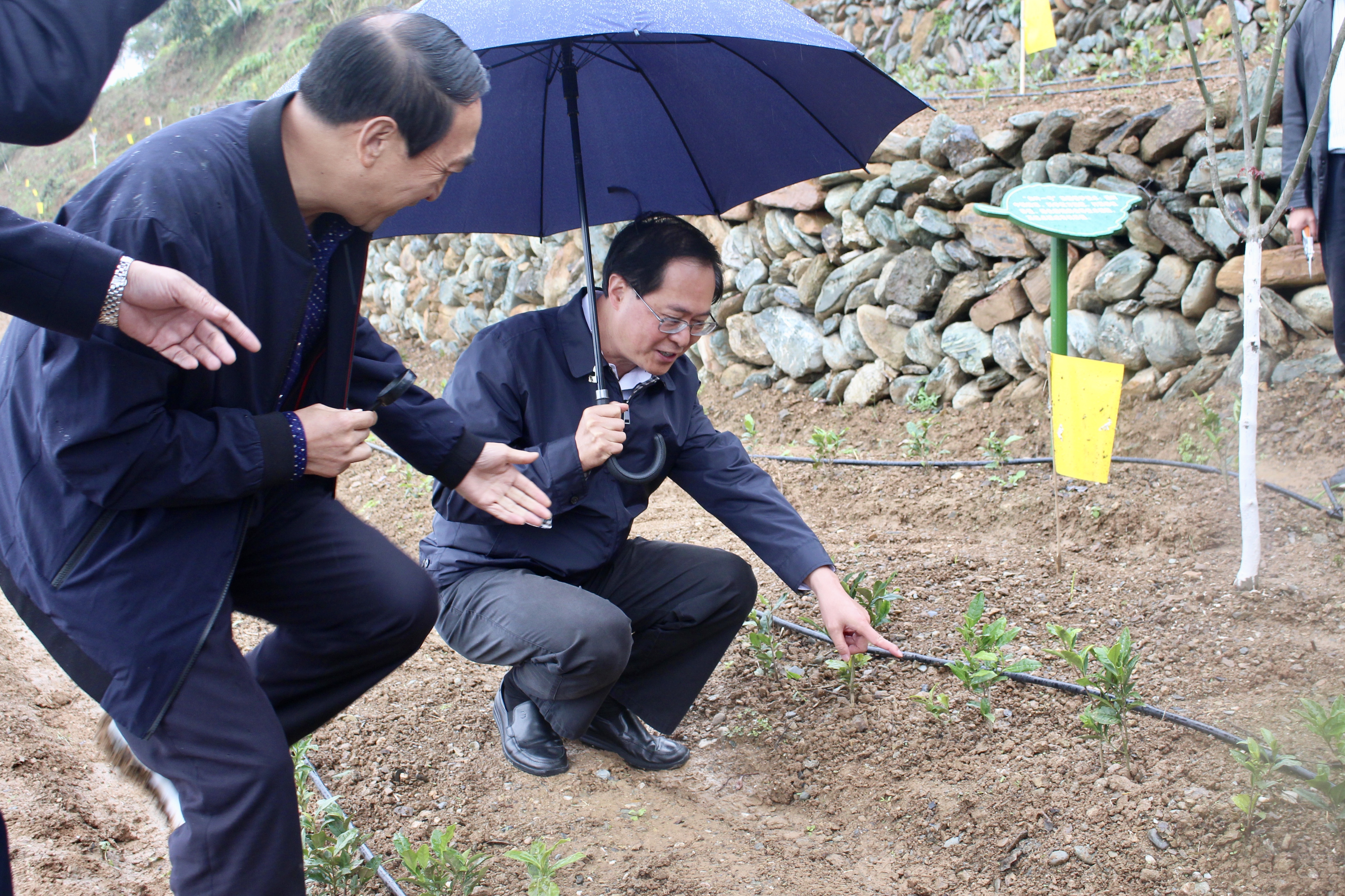 浙江省委书记车俊赴华亿(中国)一站式服务平台“白叶一号”四川青川合作基地调研